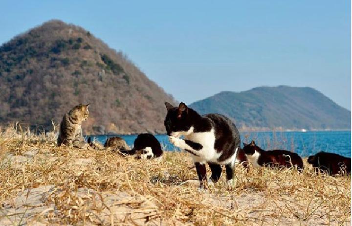 Japan-Inspired Cat Island Coming Soon to Thousand Islands