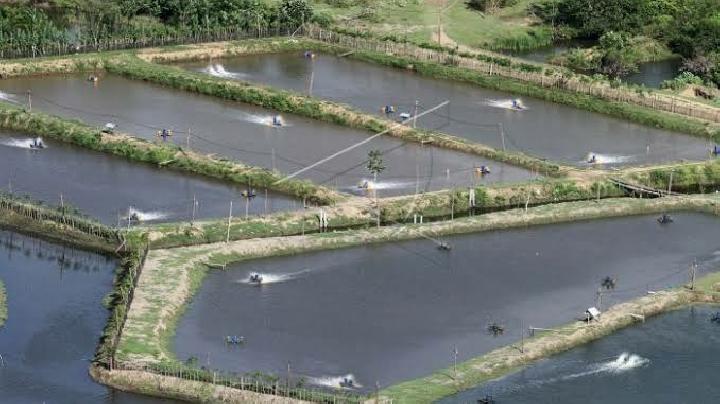 Indonesia Records US$5.9bn of Fisheries Export 2024; ASEAN, U.S. Among Main Destinations