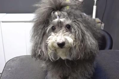 Anjing Kesayangan Mati Begini Kenangan Manis Rapper Jflow Gaya