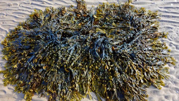 6 Essential Health Benefits of Eating Seaweed
