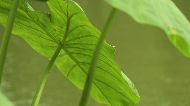 Artificial Photosynthesis Can Power the Clean Energy Transition