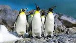 Penguins from the Singapore Zoo or Wildlife Reserves Singapore (WRS) collection. Photo: Wildlife Reserves Singapore