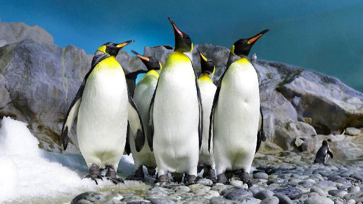 10 Best Zoos in the World Endorsing Global Conservation Efforts