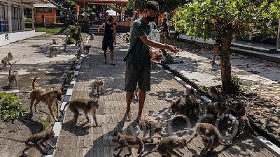 Hutan Alas Kedaton Tutup, Warga Beri Makan Ratusan Monyet