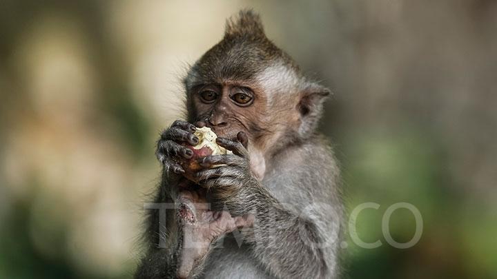 Australian Tourist Recounts Cheeky Monkey Raid in Bali