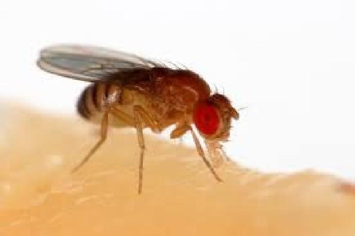 UGM, BRIN Team Up on Nuclear-Based Solutions to Control Fruit Fly Populations