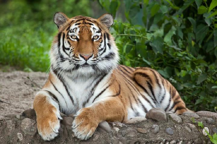 Indian Tourist Attacked by Tiger While Taking Selfie Sparks Wildlife Tourism Debate