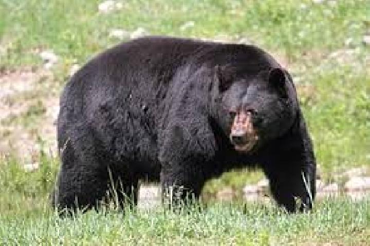 Japanese City Captures Black Bear After Multi-day Hunt