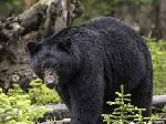 Black bear illustration. WFXR