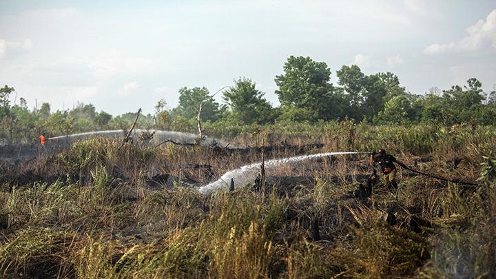 WALHI: Large Companies Control 60 Percent of Land in Central Kalimantan