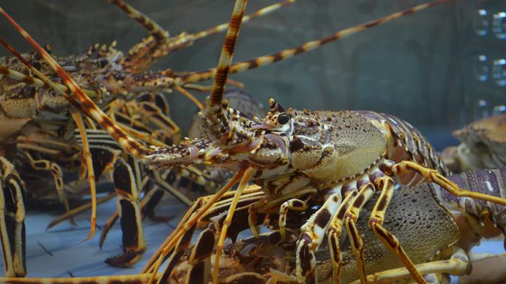UGM Researchers Discover 7 New Freshwater Lobster Species in West Papua