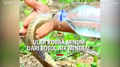 Video Viral Ular Kobra Minum Air dari Botol, Netizen: Wow, Sangat Fantastis