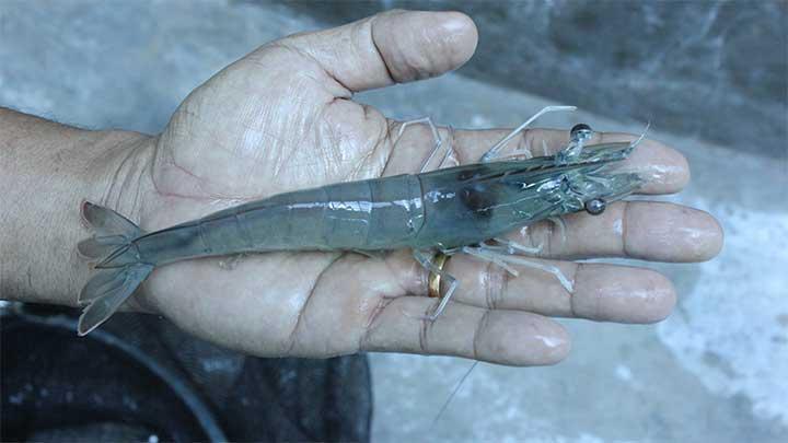 Shrimp Radiation Scare Hits Market; Indonesian Govt Urged to Be Transparent