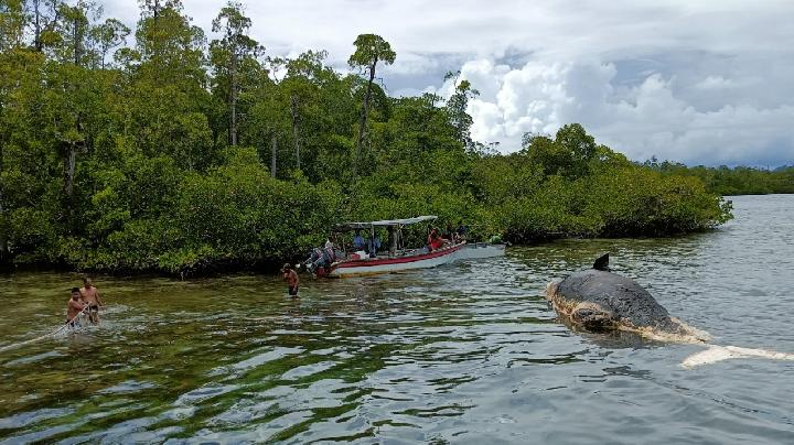 Nickel Mining Threatens Raja Ampat's Marine Biodiversity, Including Sperm Whales