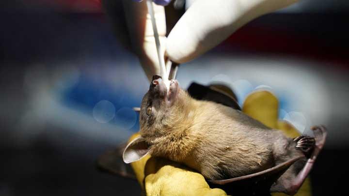 Newly Discovered Bat Viruses in China May Pose Potential Risk to Humans