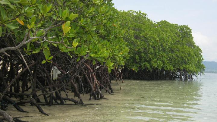 More Than 140 Environmental Defenders Killed in 2024