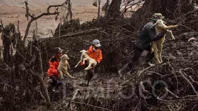 Death Toll from Mount Semeru's Eruption Reaches 13 as of Sunday Morning