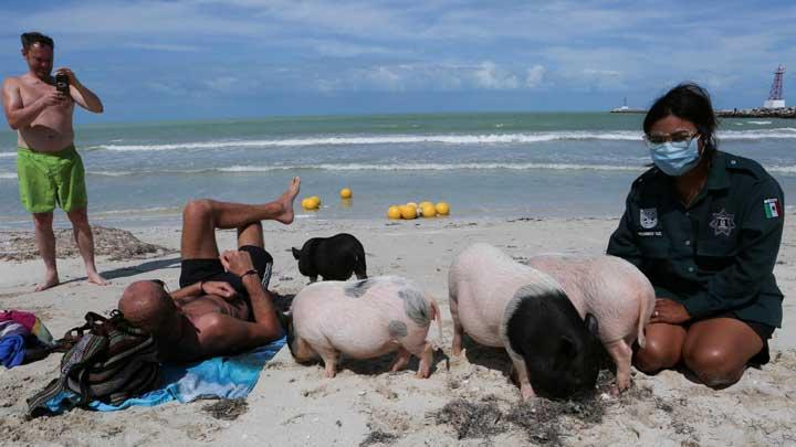 Pengunjung berinteraksi dengan babi Vietnam di Pantai Babi, Progreso, Yucatan, Mexico, 14 Februari 2022.  Setiap siang hari, babi-babi itu dikeluarkan dari kandangnya untuk berenang, menjelajah, dan berinteraksi dengan pengunjung. REUTERS/Lorenzo Hernandez