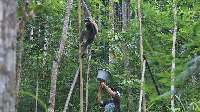 An Indonesian Woman Bonds with Endangered Silvery Gibbons