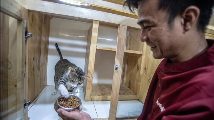 Selecting the Best Diet for Your Cat