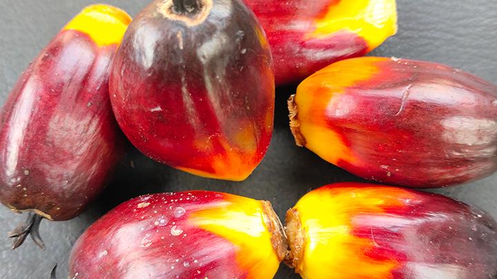 Indonesia's Palm Oil Exports Decline