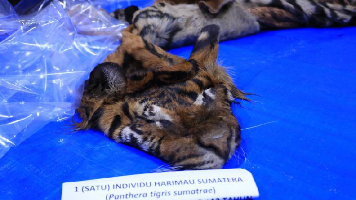 Indonesia Remains a Link in Global Wildlife Trade Chain, Says Expert