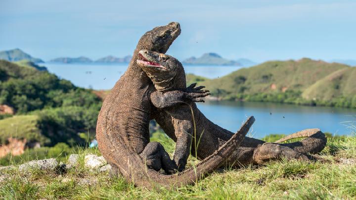 SiOra App Launched for Komodo National Park Visitors
