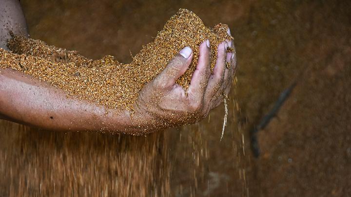 Japan Imports 640,000 Tons of Indonesian Biomass Products to Meet Energy Needs
