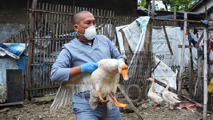 Japan Halts Brazilian Poultry Imports Following Bird Flu Outbreak