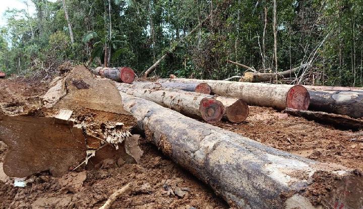 Stop the Seizure of Mentawai Customary Forests
