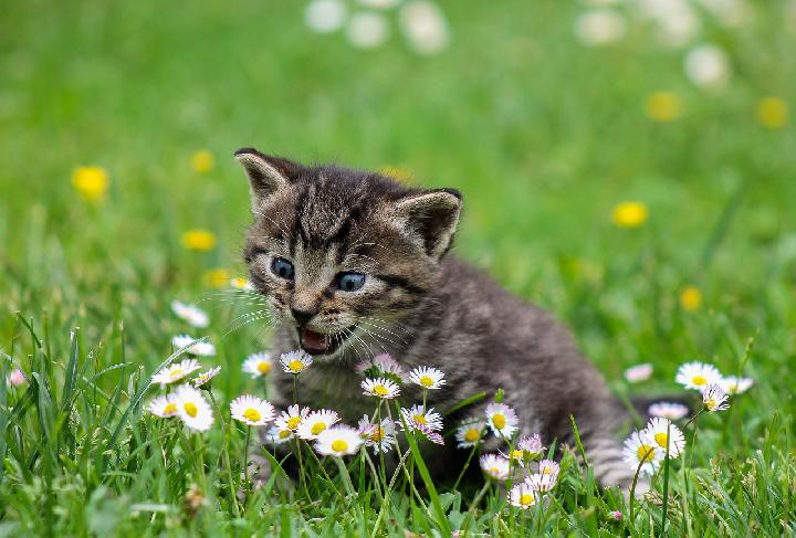 7 Foods That Threaten Your Pet Cat's Health
