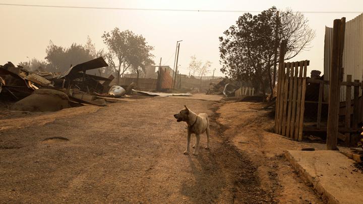 Should Animals Also Be 'Persons' in Law?