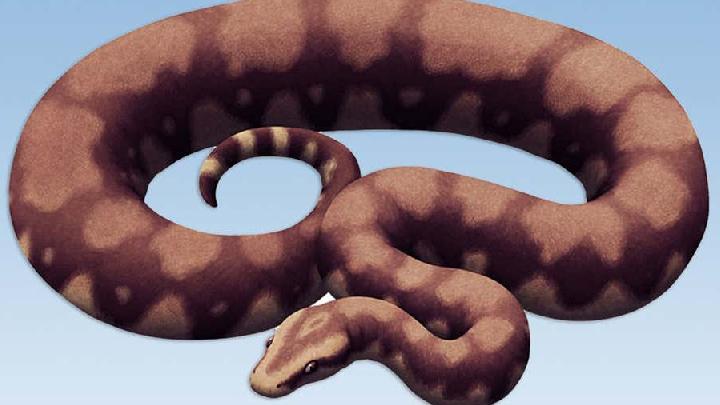 Mumbai Authorities Arrest Smuggler Caught with 44 Venomous Snakes