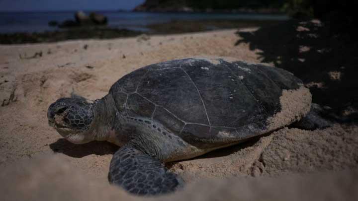 Indonesia Tackles Smuggling of 1,950 Sea Turtle Eggs Bound for Malaysia
