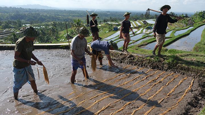 The Irony of Balinese Tourism Development