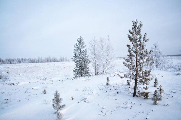 Winter Forecast for the 2025-2026 Season Across the US