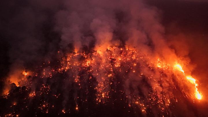 Forest Fires Increase by 2024, Tropical Forests Reduced Twofold