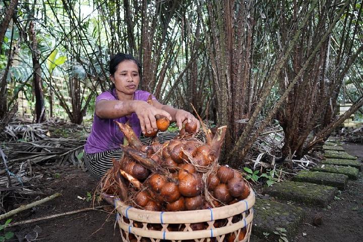 Bali's Salak Agroforestry Gain FAO Recognition as Global Agricultural Heritage Site