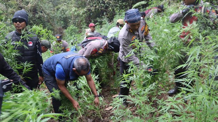 Marijuana Plantation Uncovered in Aceh Following Discoveries in Bromo, Papua