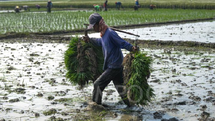 Indonesian Govt Eyeing to Accelerate Food, Energy Self-Sufficiency