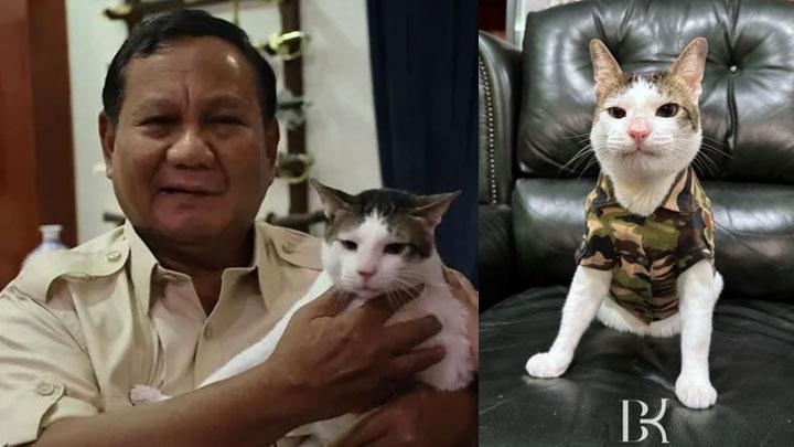 Special Treatment for Prabowo's Cat Bobby Kertanegara Draws Public Scrutiny