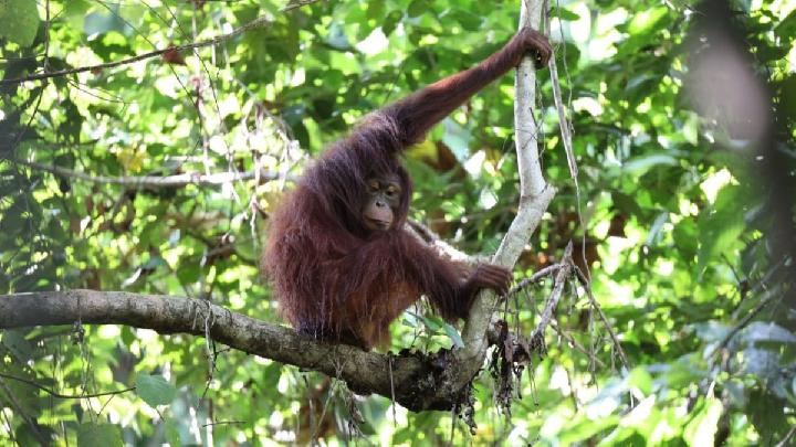 Orangutan Found Near Central Kalimantan's Oil Palm Plantation Linked to Land Clearing, Says BKSDA