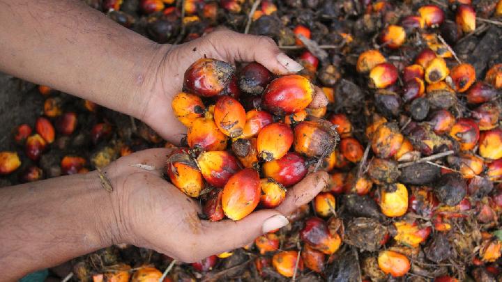 Indonesia Aims to Increase Palm Oil Exports to EU in H2 2025
