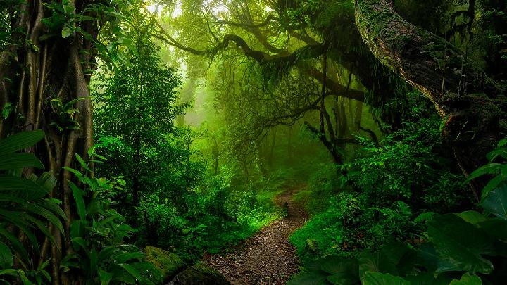 Time to Turn Forests into Ecological Landscapes
