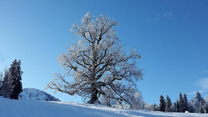 Winter Forecast in Canada 2025-2026 According to Farmer's Almanac