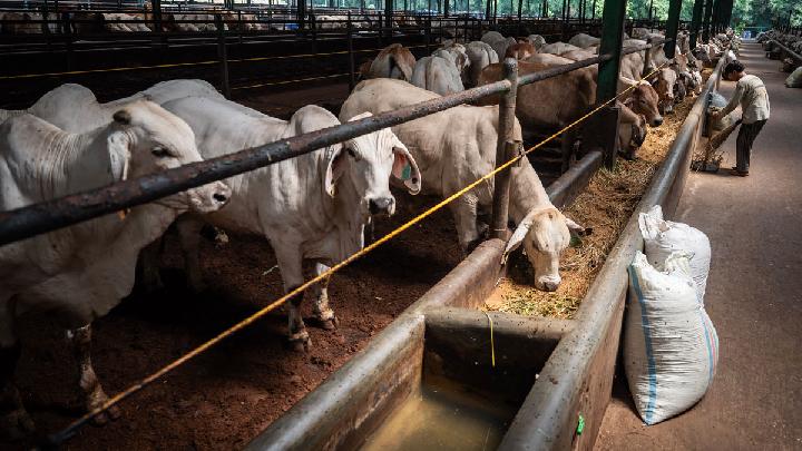 Indonesia Quarantines 1,600 Australian Dairy Cattle to Ensure Disease-Free Status