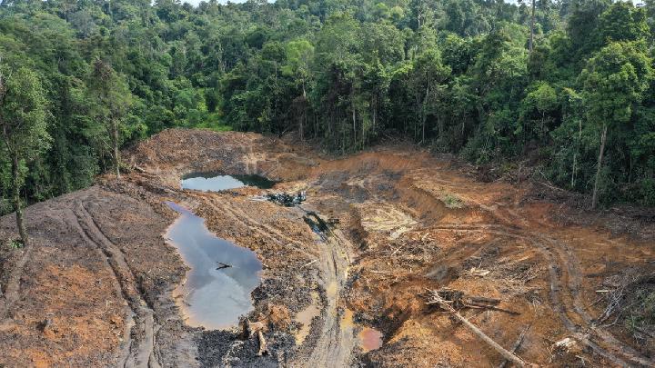 Forests for Tycoons