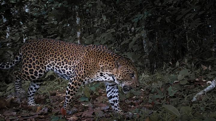 Indonesian Authorities Rescue Rare Javan Leopard Trapped in Village Warehouse