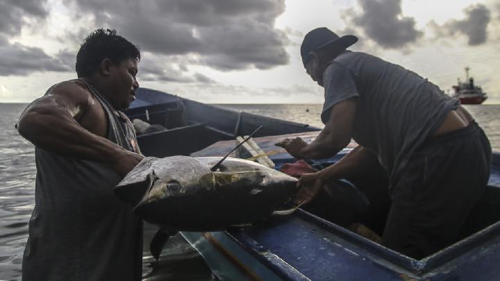 Indonesia Among the Largest Tuna Producers in the World, Surpassing Taiwan