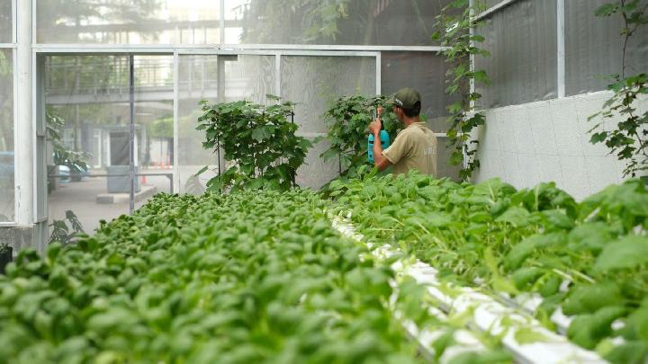 Turning Organic Waste into Lush Gardens: Alana Sentul's Green Revolution